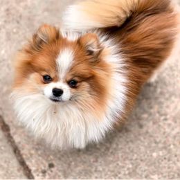 Stewart - Pomeranian