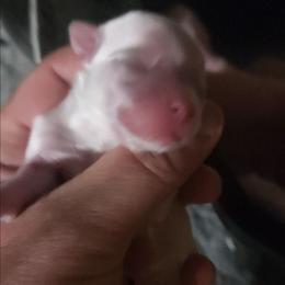 Liam - White male Maltese puppy in Dwight, Nebraska from Meliora Maltese