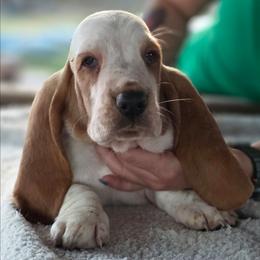 Lemon female - Lemon and white female Basset Hound puppy in Mercedes, Texas from Long's Mount Olympus Basset Hounds