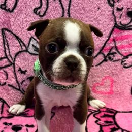 Boston Terrier Puppies from Heather's Boston Babies