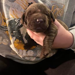 Boy 2 - Chocolate Labrador Retriever puppy in Chesapeake, Virginia from Dixie Creek Labradors