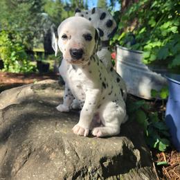 Purple collar female - White and black female Dalmatian puppy in Valley, Washington from Loving spots Dalmatians