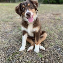 Australian Shepherd Puppies from Copper Top Aussies