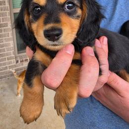 Dolly - Black and cream female Dachshund puppy in Kempner, Texas from Russell Farms Dachshund