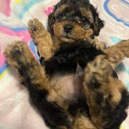 Simon - Black and tan male Yorkipoo puppy in Gastonia, North Carolina from Dynasty Kennel