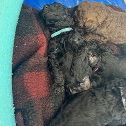 Bernedoodle Puppies from Krissy's Bernedoodles