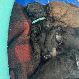 Bernedoodle Puppies from Krissy's Bernedoodles