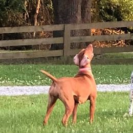 German Shorthaired Pointers and Vizslas from Six Hitch Farm
