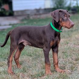 Green - Red and rust male Doberman Pinscher puppy in Redford, Michigan from Warsong Dobermann