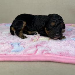 Bliss - Phantom female Poodle puppy in Stilwell, Oklahoma from LR&R Dog Co.