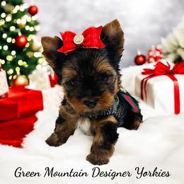 Aspen - Black and tan male Yorkshire Terrier puppy in Newport Center, Vermont from Green Mountain Designer Yorkies