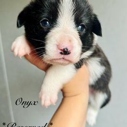 American Corgi Puppies from 5H Corgis