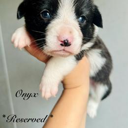 American Corgi Puppies from 5H Corgis