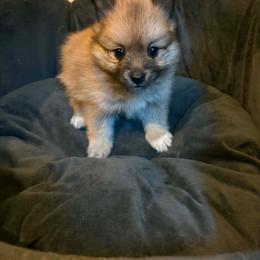 Gizmo - Chocolate sable male Pomeranian puppy in South Euclid, Ohio from ARC Kennels
