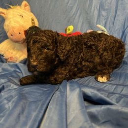 Remus - Brown Poodle puppy in Atlanta, Georgia from Syren House Doodles & Poodles