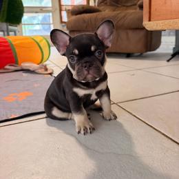 Chandler - Black and tan male French Bulldog puppy in Florida from Doxie Rugrats