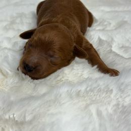 Pluto - Red  male Goldendoodle puppy in Nortonville, Kentucky from Deb’s KY Doodles