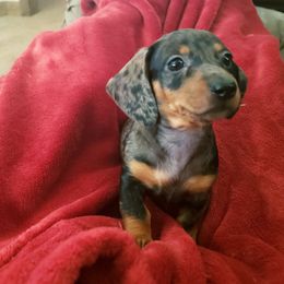 Dachshund Puppies from FLYING L Dachshund Academy