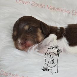 Chocolate pie - Piebald male Dachshund puppy in Seminary, Mississippi from Down South Mavericks Dachshunds
