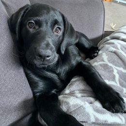 Labrador Retriever Puppies from Loving Loyal Labs