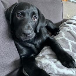 Labrador Retriever Puppies from Loving Loyal Labs