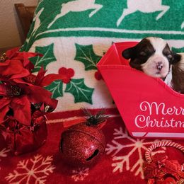 Scout - Tricolor male Shih Tzu puppy in Vernon, Texas from Jennifer's Shih Tzus