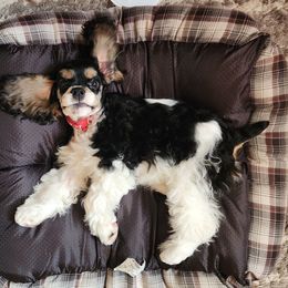 Kody - Cocker Spaniel