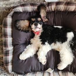 Kody - Cocker Spaniel