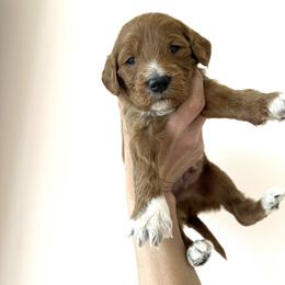 Goldendoodle Puppies from Ankeny Doodles