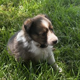 Tan - White and sable male Shetland Sheepdog puppy in Fontanelle, Iowa from Jensen Farms Shelties