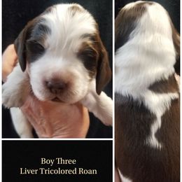 Boy 3 - Liver white and tan male English Springer Spaniel puppy in Silverdale, Washington from TimberVale Springers