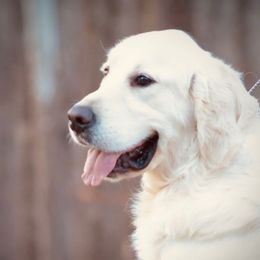 Elion - Golden Retriever