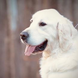 Elion - Golden Retriever