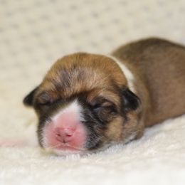 Cardigan Welsh Corgi and Pembroke Welsh Corgi Puppies from Rustic Spur Kennel