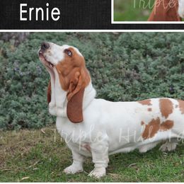 Ernie - Basset Hound