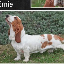 Ernie - Basset Hound