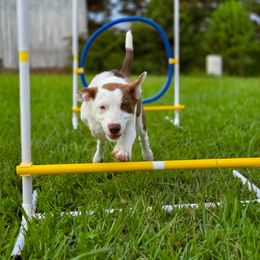 Kona - Dark Green - White and red female Border Collie puppy in Corbin, Kentucky from Cullins Collies