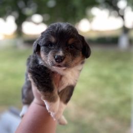 American Corgi and Pembroke Welsh Corgi Puppies from Flying K Corgis