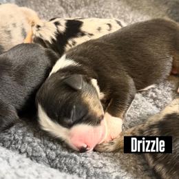 Drizzle - Black tri male Miniature American Shepherd puppy in Tucson, Arizona from Outlaw Minis