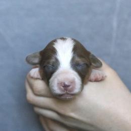 Swift - Sable male Pembroke Welsh Corgi puppy in Fayetteville, Arkansas from Intergalactic Corgis