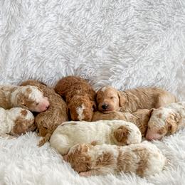 Goldendoodle Puppies from ZaraDoodles