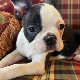 Boston Terriers from Teat’s Yorkies and Bostons