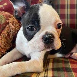 Boston Terriers from Teat’s Yorkies and Bostons