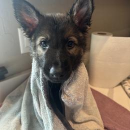 German Shepherd Puppies from Coterie Shepherds