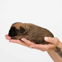 Carbon - Chestnut brindle male Cane Corso puppy in Fritch, Texas from Carrie Brown's Cane Corsos