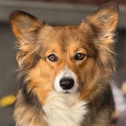 Chewy - Pembroke Welsh Corgi