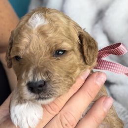 Girl 1 - Goldendoodle puppy in Kaysville, Utah from Princess Leih Puppies!