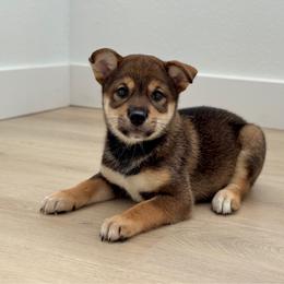 Mei - Sesame female Shiba Inu puppy in Houston, Texas from Sakura Blossom Shibas