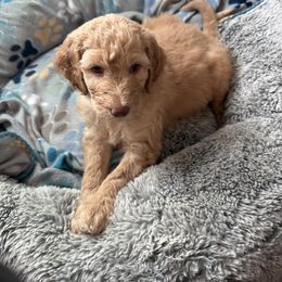 Goldendoodle Puppies from Daisy’s Doodles