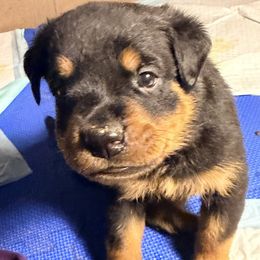 Boy 5 - Black and mahogany male Rottweiler puppy in Hillsville, Pennsylvania from German Select Rottweilers